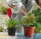 Man pouring water onto blooming flower plant