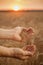 Man pours wheat from hand to hand on the background of wheat field