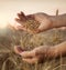 Man pours wheat from hand to hand on the background of wheat field