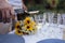 Man pours white wine from dark bottle into glasses outdoors in garden. Closeup of male hand and goblet