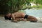 Man practicing yoga near river