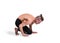 Man practicing yoga on white background. Yoga poses for good health. Sport, meditation and lifestyle concept. Peaceful Meditation