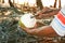 Man preparing coconut for eat