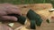 Man preparing zucchini in the open air