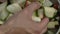 Man preparing zucchini in the open air close up