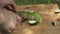 Man preparing zucchini in the open air hd