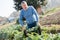 Man professional horticulturist holding crate with harvest of artichokes