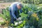 Man professional horticulturist picking harvest of cauliflower
