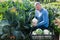 Man professional horticulturist picking harvest of cauliflower