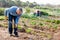 Man professional horticulturist using garden shovel at land with green seedling