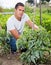 Man professional horticulturist working with tomatoes bushes in garden