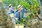 Man proffesional gardener in medical mask during harvesting of grape