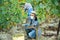 Man proffesional gardener in medical mask during harvesting of grape