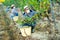 Man proffesional gardener in medical mask during harvesting of grape