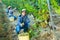 Man proffesional winemaker during harvesting of grape in vineyard