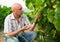 Man proffesional winemaker working clusters of grape in vineyard