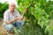 Man proffesional winemaker working clusters of grape in vineyard