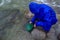 Man, prospector panning gold in a river with sluice box on rain