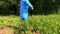 Man protect potato garden using agricultural pesticide sprayer