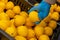 A man in protective blue gloves takes a lemon. Close-up, no face visible. Buying grocery food during a pandemic