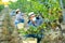 Man in protective mask picking white grapes in vineyard