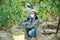 Man in protective mask picking white grapes in vineyard