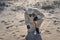 Man in protective suit, mask in sea beach