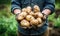 A Man Proudly Displaying His Abundant Harvest of Potatoes