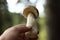 Man proudly shows his catch today. Wonderful Boletus edulis, mushroom typical for czech forests. Penny bun on exbition. Porcino is