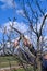 A man prunes a neglected plum tree, removes old and unnecessary branches, tree pruning work.