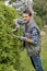 Man pruning hedge with shears