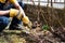 Man pruning roses in the yard