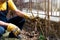 Man pruning roses in the yard