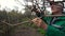 Man pruning tree with clippers. Male farmer cuts branches in spring garden with pruning shears or secateurs