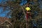 Man pruning tree tops using a saw. Lumberjack wearing protection gear and sawing branches after storm in the city. High risk job