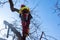 Man pruning tree tops using a saw. Lumberjack wearing protection gear and sawing branches after storm in the city. High risk job