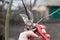 Man pruning twigs of the tree with secateurs