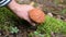 Man pull edible mushroom in the forest