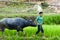 Man pulling The Carabao buffalo through green