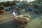 Man pulling cart in Market India