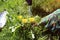 A man pulling dandelion weeds out from the grass loan