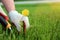 A man pulling dandelion, weeds out from the grass loan