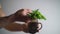 Man pulls out a bunch medicinal herbs from a glass, tarragon, close-up