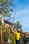 Man punching autumn leaves from the tree