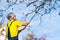 Man punching autumn leaves from the tree