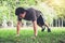 Man push-up exercise workout fitness doing outside on grass in