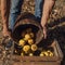 Man puts organic pears in a wooden crate