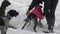 Man puts vest for sled dogs on euro dog or euro hound before sled dog racing