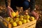 Man puts yellow ripe golden apple to a wooden box of yellow at the orchard farm. Grower harvesting in the garden and holding organ