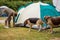 Man putting up the tent with dogs